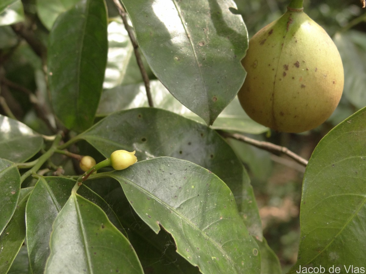 Myristica fragrans Houtt.